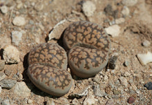 Load image into Gallery viewer, Lithops salicola (maculate form)  C.086
