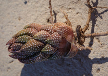 Load image into Gallery viewer, Haworthiopsis coarctata
