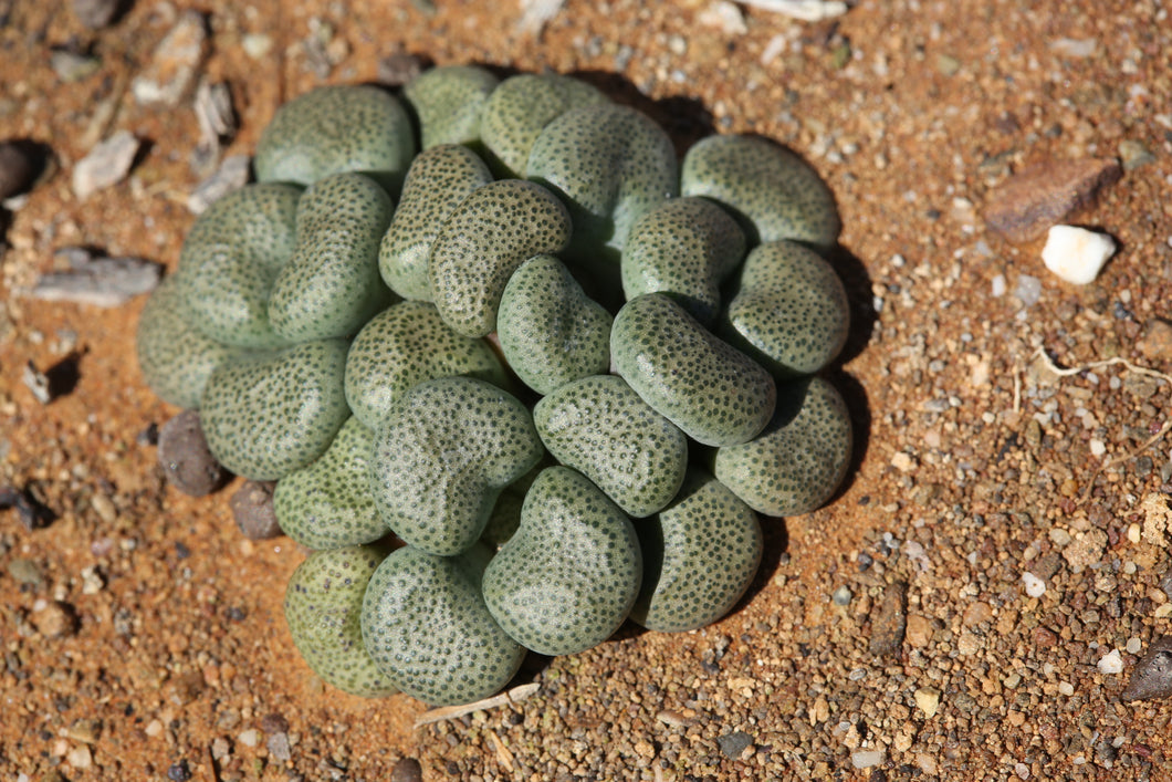 Aloinopsis schoonesii (Sandpoort)