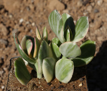 Load image into Gallery viewer, Crassula ovata cv. Obliqua
