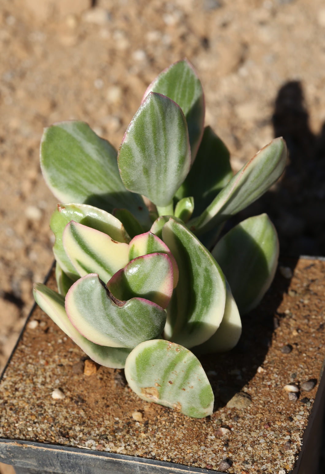 Crassula ovata cv. Obliqua