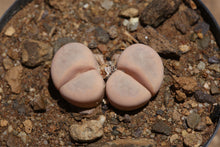 Load image into Gallery viewer, Lithops meyeri C.212
