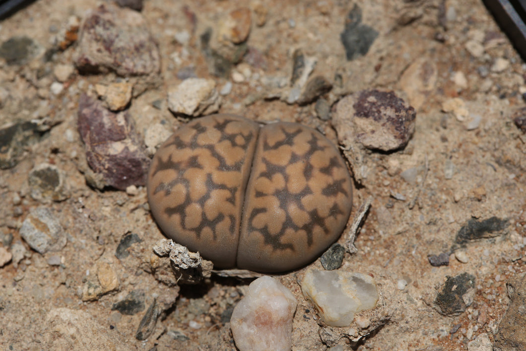 lithops karasmontana ssp. bella C.295