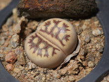 Load image into Gallery viewer, Lithops dorotheae C.300
