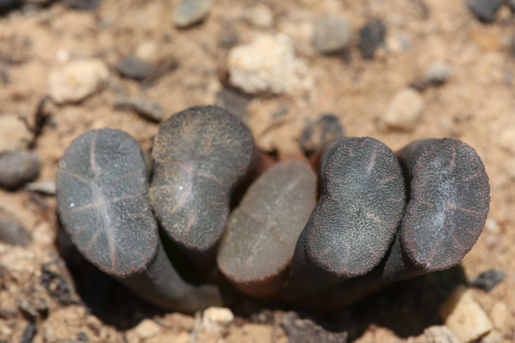 Haworthia truncata ssp. crassa  (s/Calitzdorp)