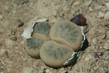 Load image into Gallery viewer, Lithops pseudotruncatella ssp. archerae
