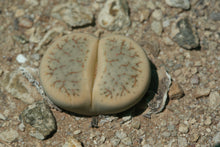 Load image into Gallery viewer, Lithops pseudotruncatella ssp. archerae
