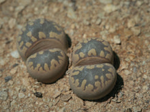 Load image into Gallery viewer, Lithops otzeniana C.350
