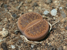 Load image into Gallery viewer, Lithops aucampiae
