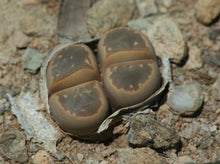 Load image into Gallery viewer, Lithops olivacea
