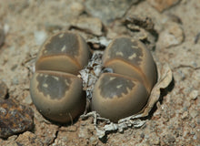 Load image into Gallery viewer, Lithops olivacea
