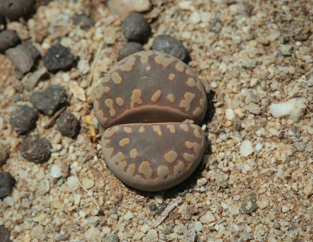 Lithops otzeniana C.350