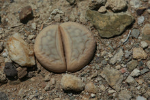 Load image into Gallery viewer, Lithops meyeri C.212
