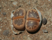 Load image into Gallery viewer, Lithops olivacea
