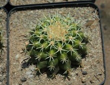 Load image into Gallery viewer, Echinocactus grusonii &#39;brevispinus&#39;
