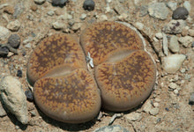 Load image into Gallery viewer, Lithops aucampiae
