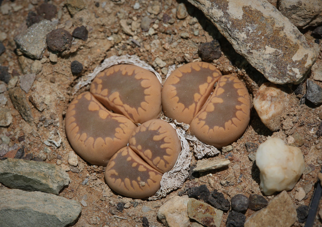 Lithops otzeniana C.350  specimen plant