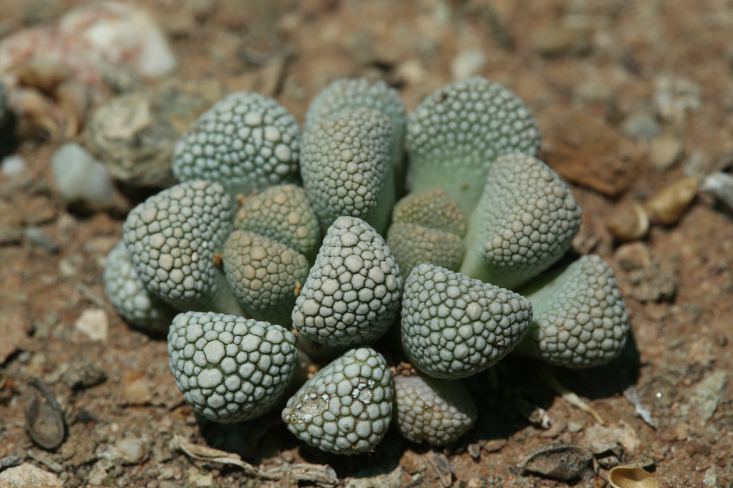 Titanopsis primosii EA3996 (Platbakkies)