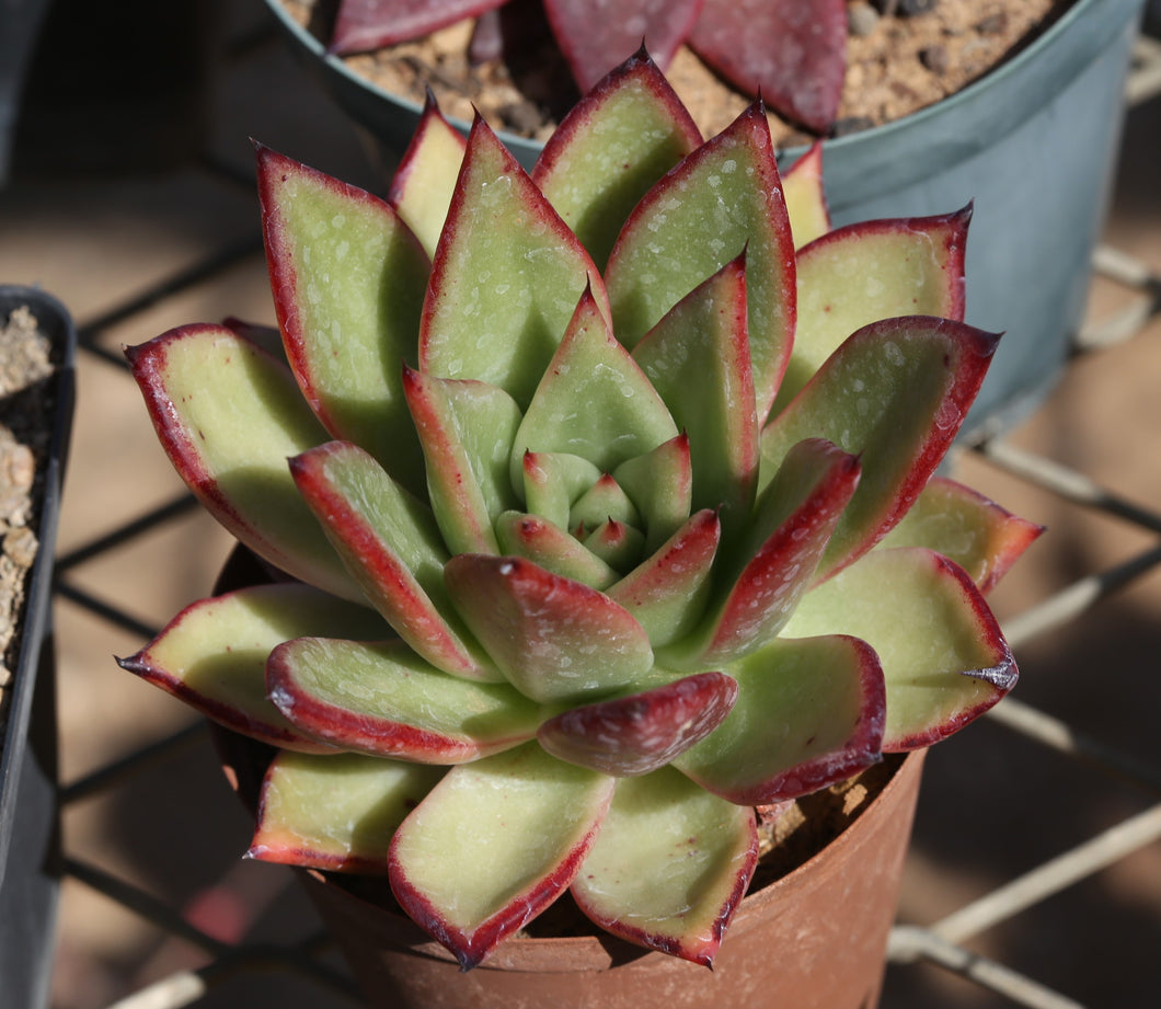 Echeveria agavoides