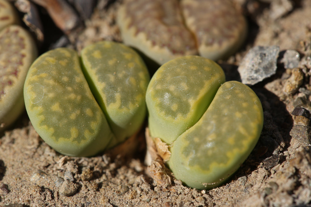 Lithops salicola cv. Malachite C.351a