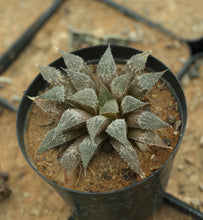 Load image into Gallery viewer, Haworthia wimii (Muiskraal)
