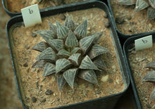 Load image into Gallery viewer, Haworthia wimii (Muiskraal)
