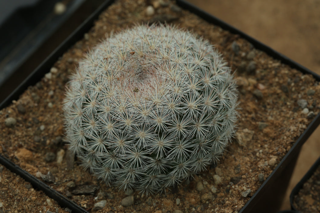 Mammillaria candida