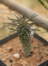 Load image into Gallery viewer, Euphorbia clandestina
