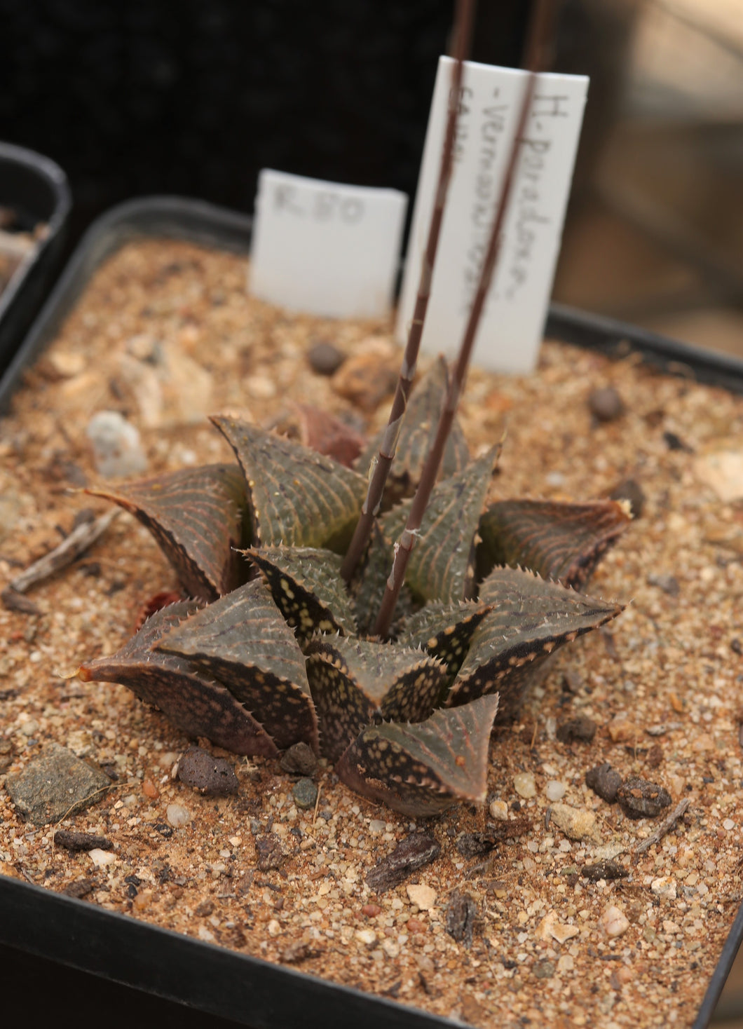 Haworthia paradoxa (Vermaaklikheid) EA1201