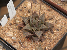 Load image into Gallery viewer, Haworthia paradoxa (Vermaaklikheid) EA1201
