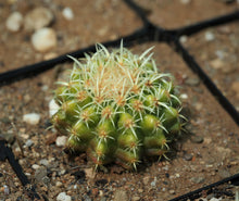 Load image into Gallery viewer, Echinocactus grusonii &#39;brevispinus&#39;
