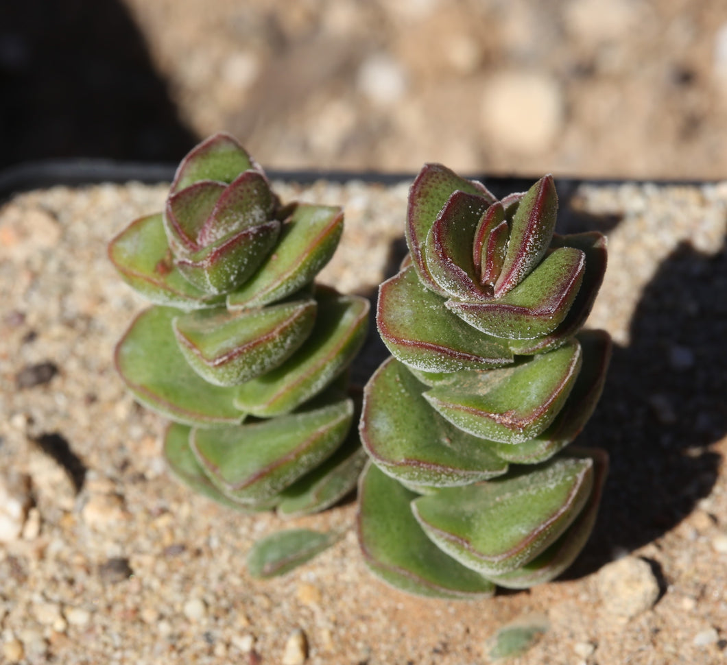 Crassula Jade Tower