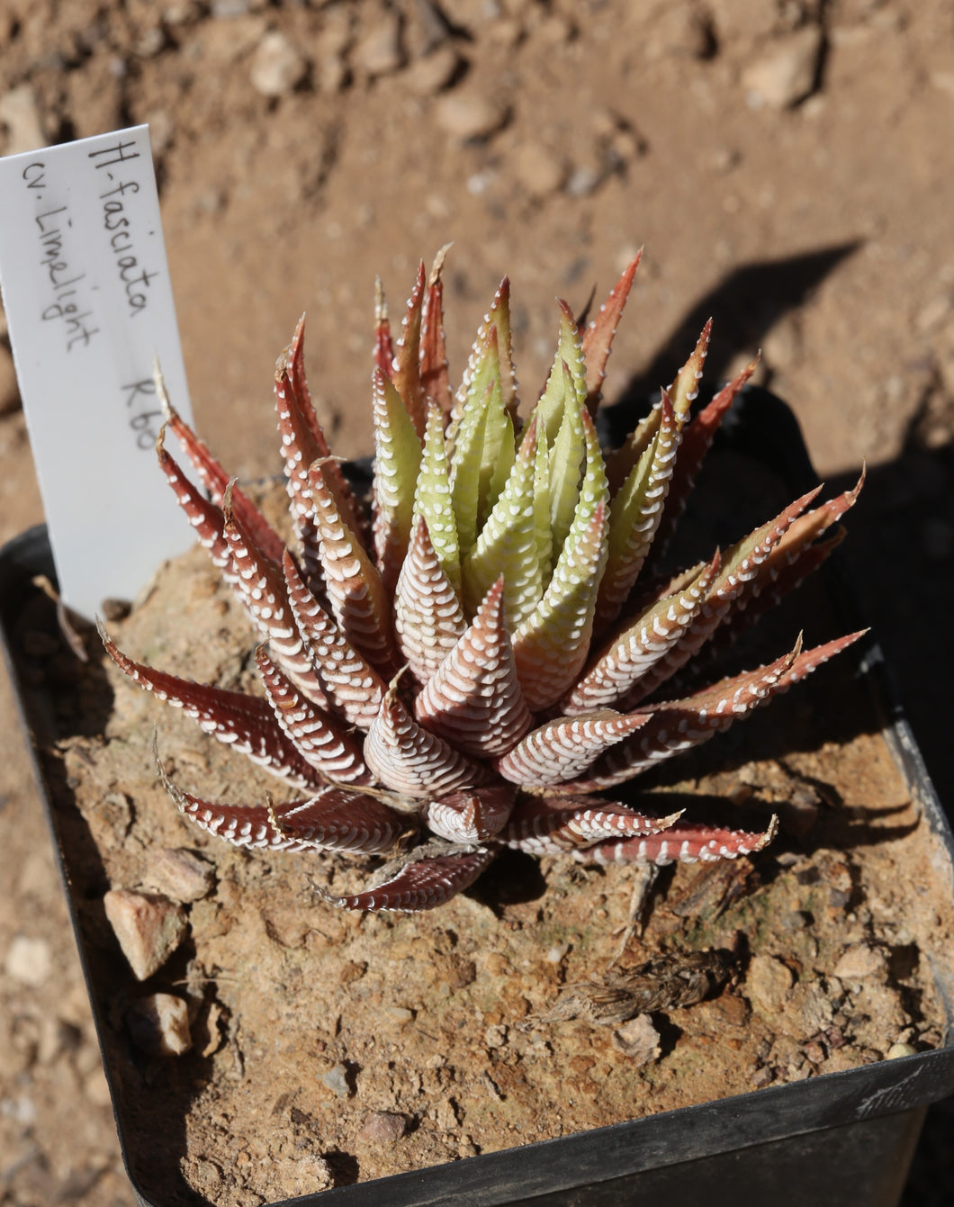 Haworthia fasciata cv. Limelight