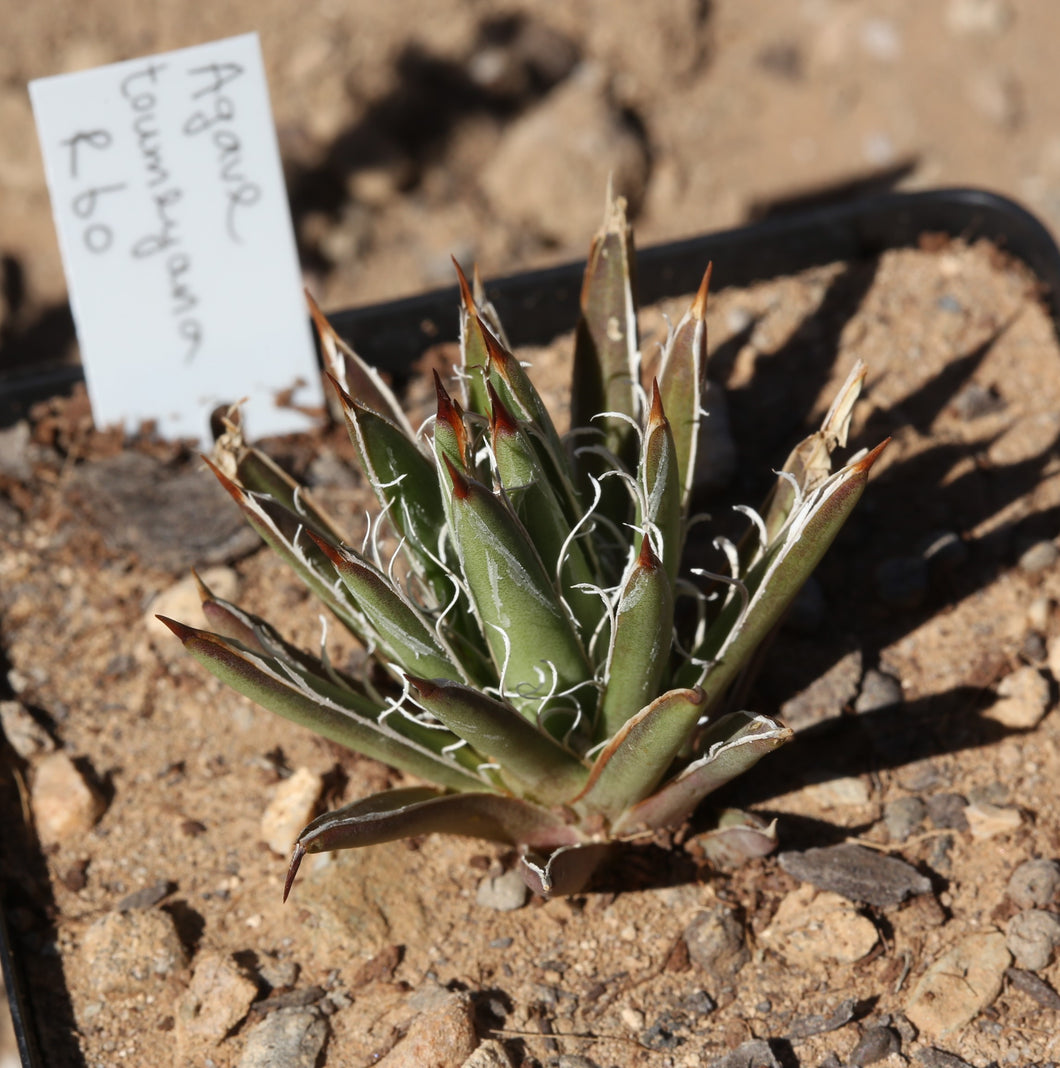 Agave toumeyana