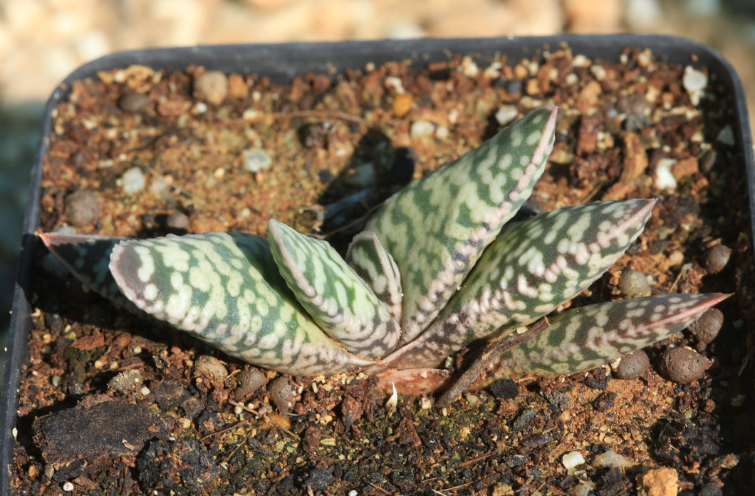 Gasteria cv. 'Snowstorm'