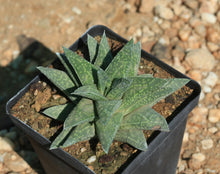 Load image into Gallery viewer, Gasteria cv. Nomino
