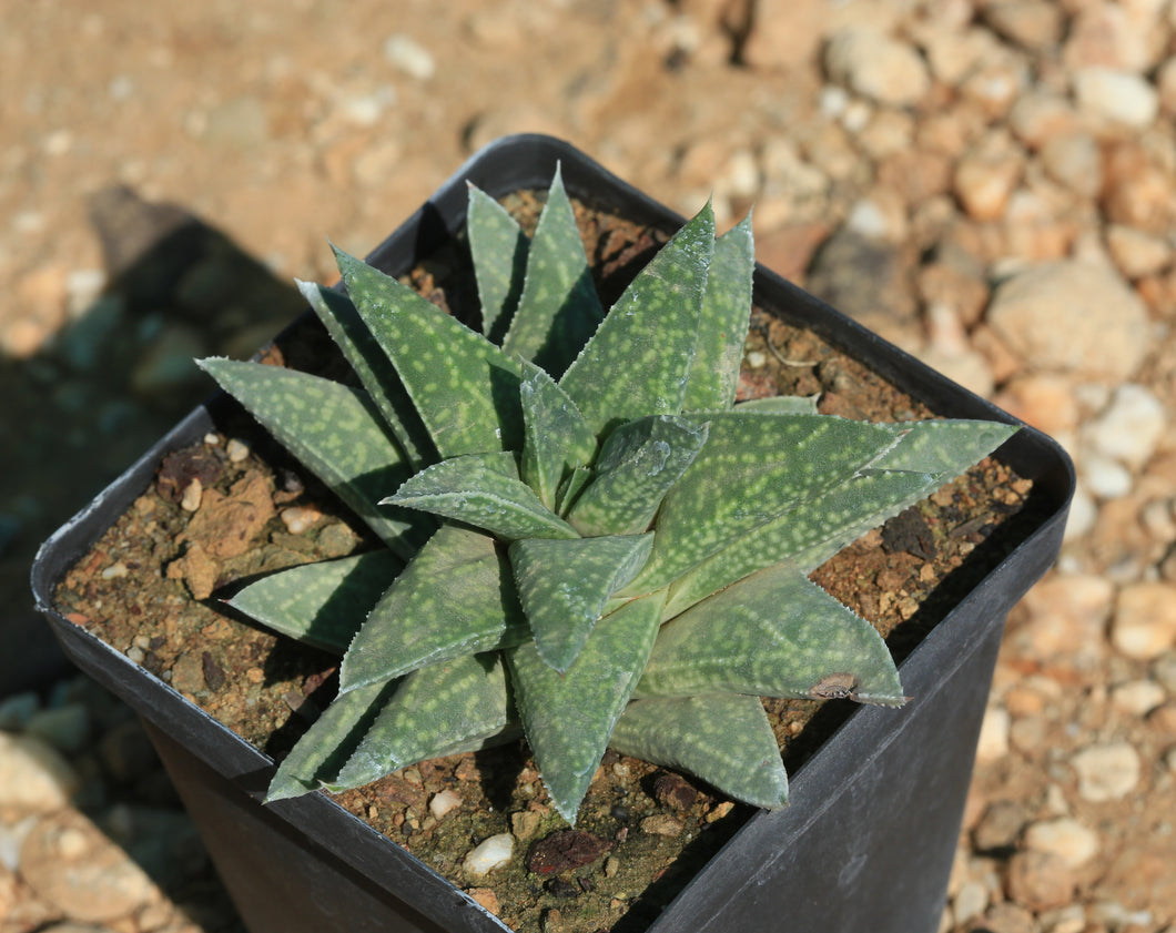 Gasteria cv. Nomino