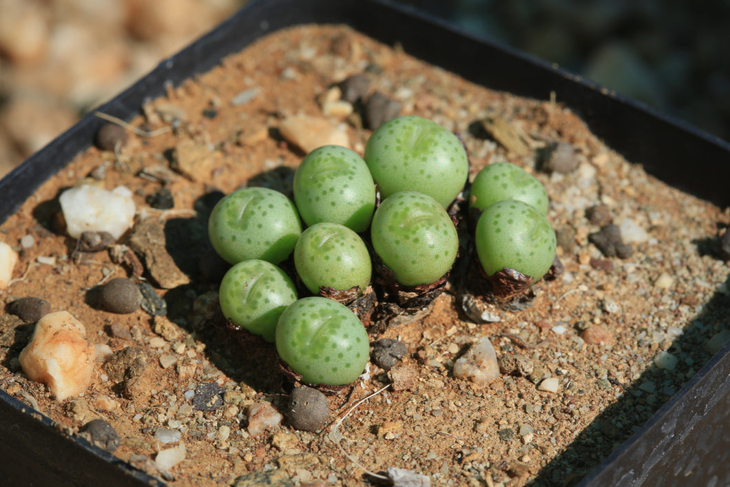 Conophytum flavum ssp. novicium