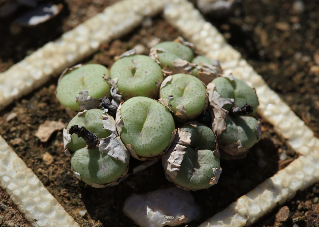 Conophytum truncatum ssp. truncatum