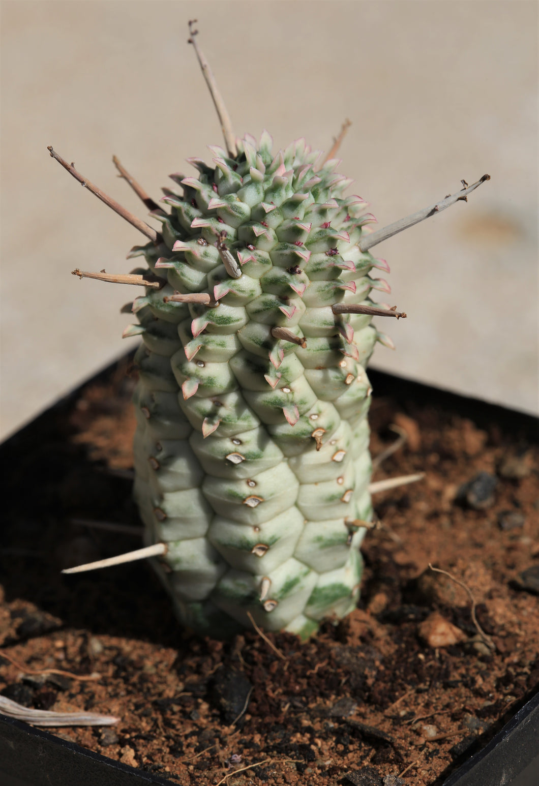 Euphorbia mammillaris, variegated form