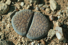 Load image into Gallery viewer, Lithops verruculosa
