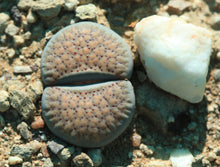 Load image into Gallery viewer, Lithops verruculosa
