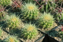 Load image into Gallery viewer, Echinocactus grusonii
