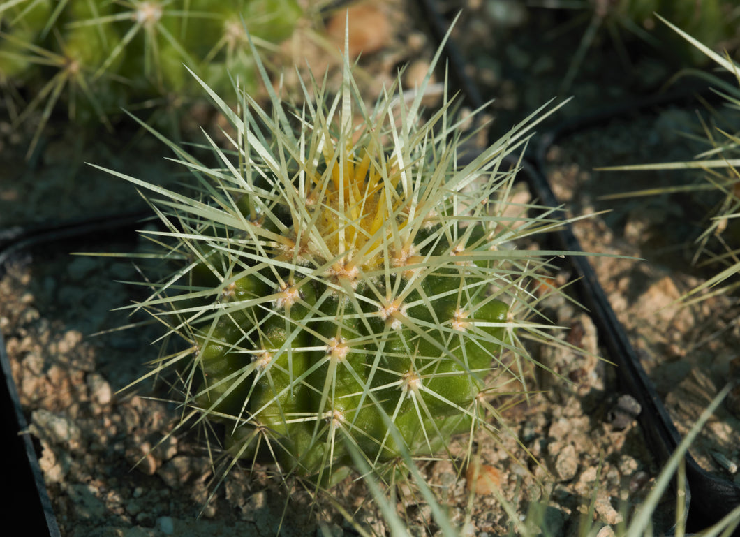 Echinocactus grusonii