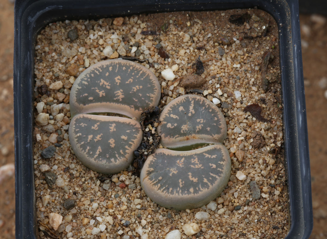 Lithops lesliei 'Pietersburg form' C.032