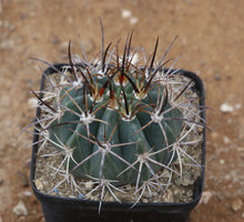 Load image into Gallery viewer, Melocactus matanzanus
