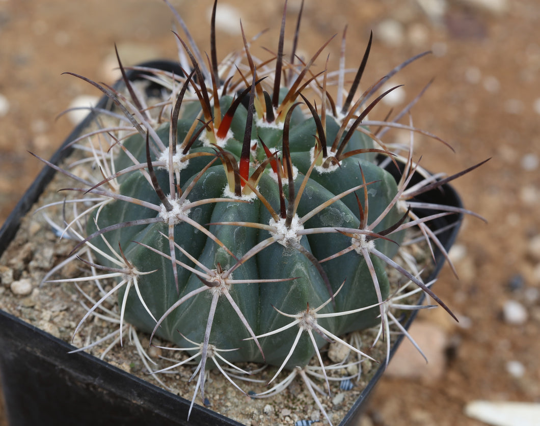 Melocactus matanzanus