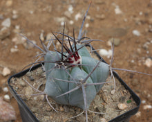 Load image into Gallery viewer, Echinocactus ingens (syn. Echinocactus platyacanthus)
