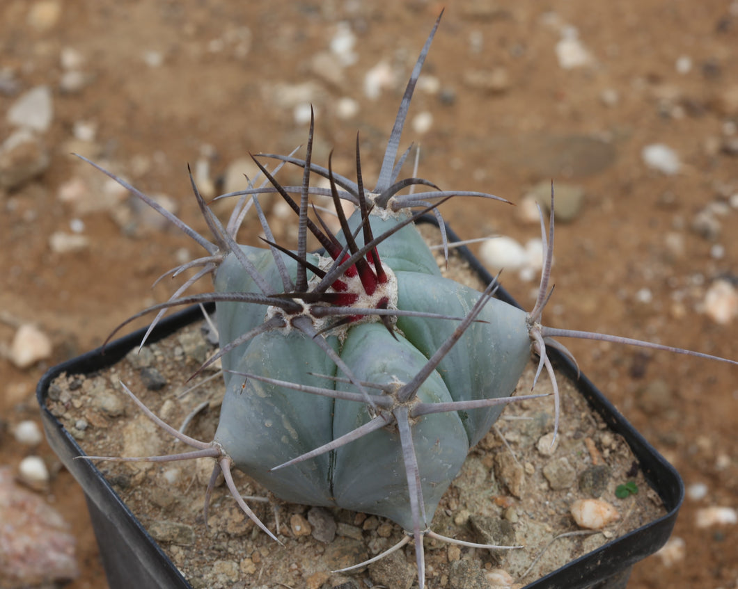 Echinocactus ingens (syn. Echinocactus platyacanthus)