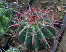 Load image into Gallery viewer, Ferocactus stainesii var. pilosum
